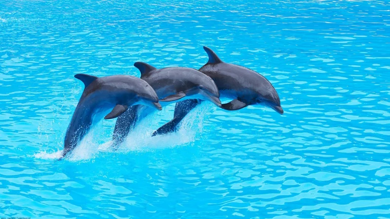 Dolphin Park