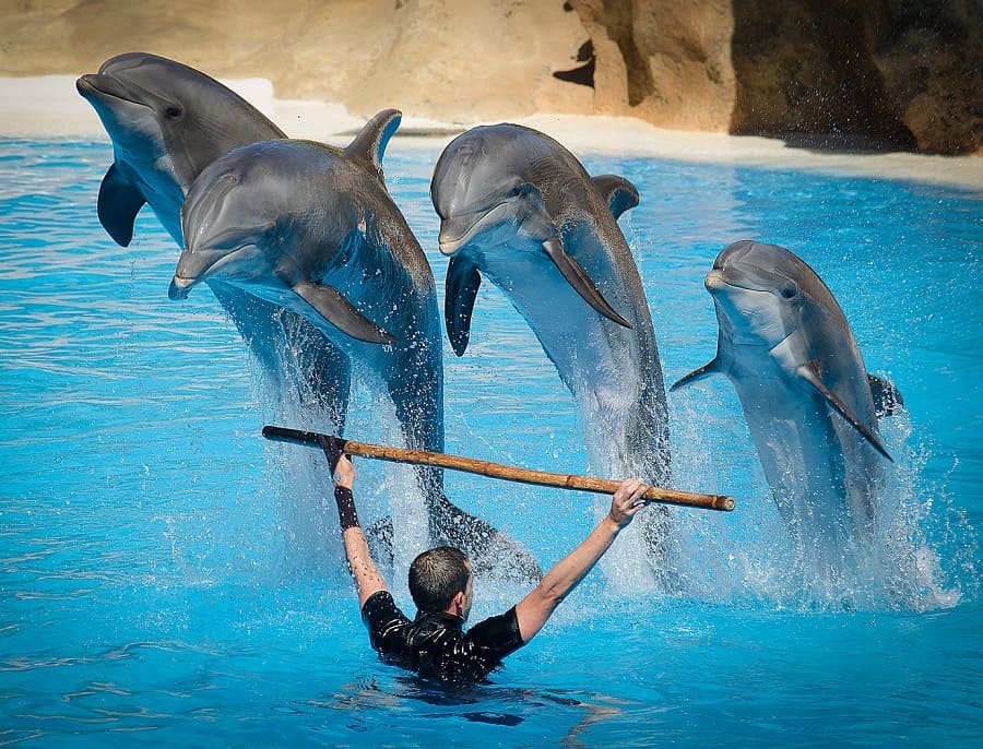 Istanbul Dolphinarium