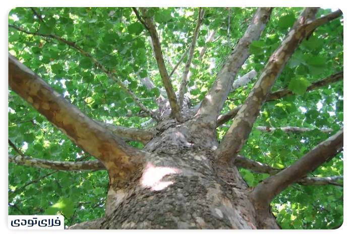 Taleghan old plantain