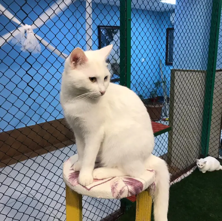 The access path to the house of Van cats