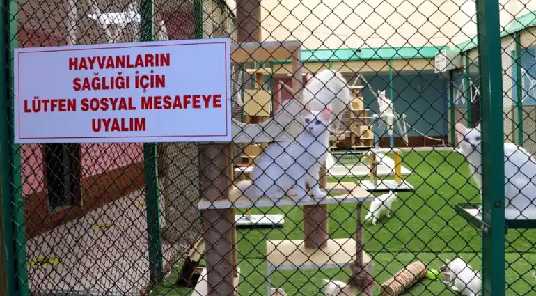 History of Van City Cats House