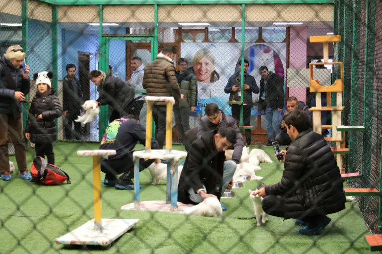 Working hours of Van City Cat House