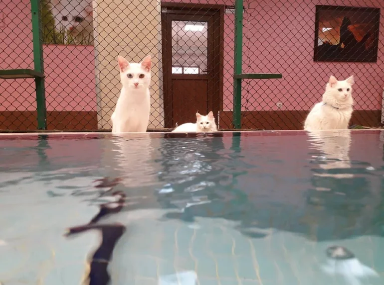 Visiting hours of Van Cats House