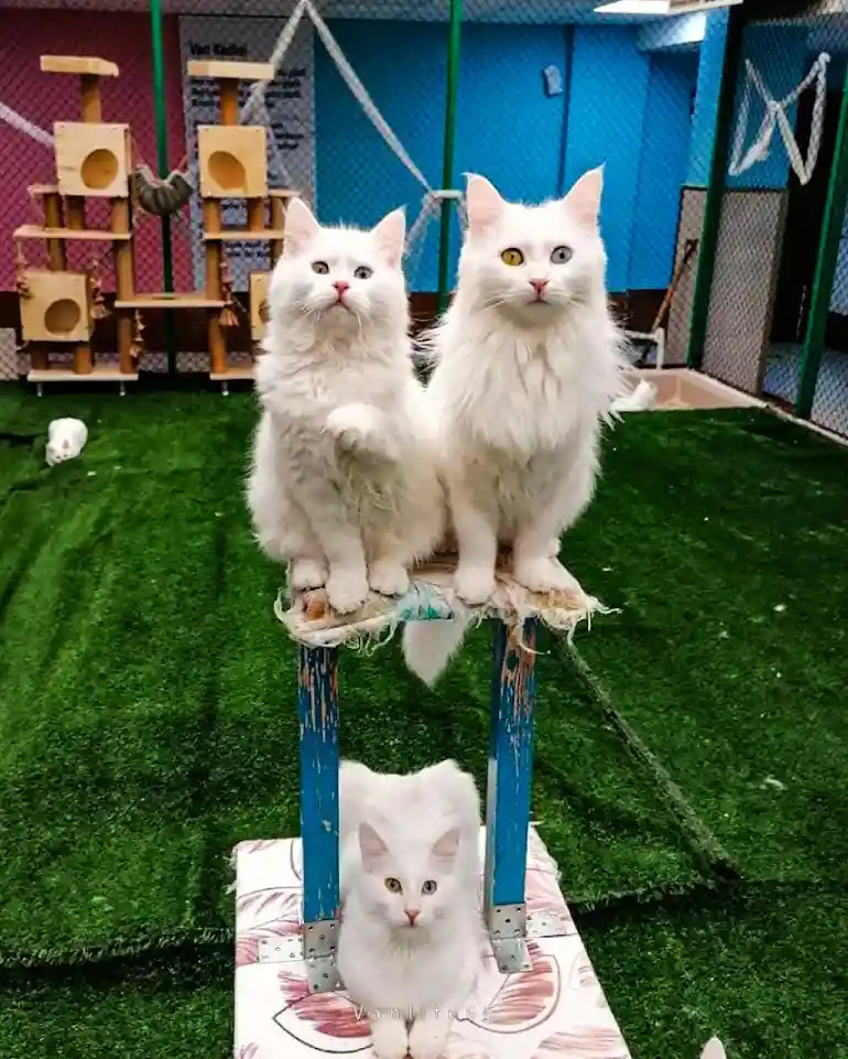A breed of cats from the city of Van