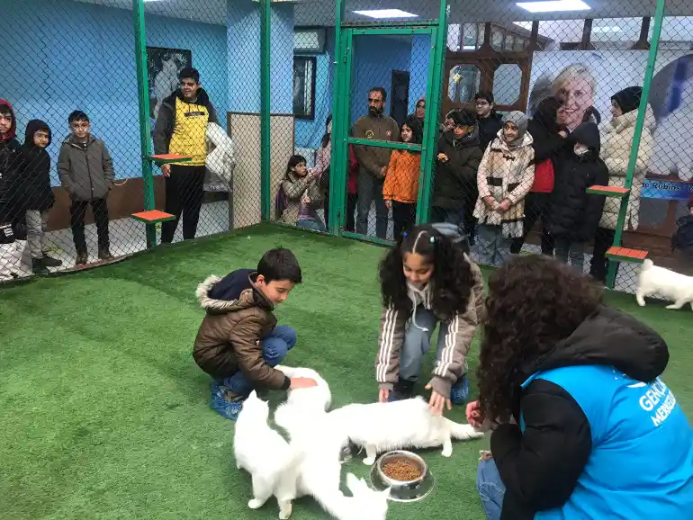 Introducing the house of cats in Van