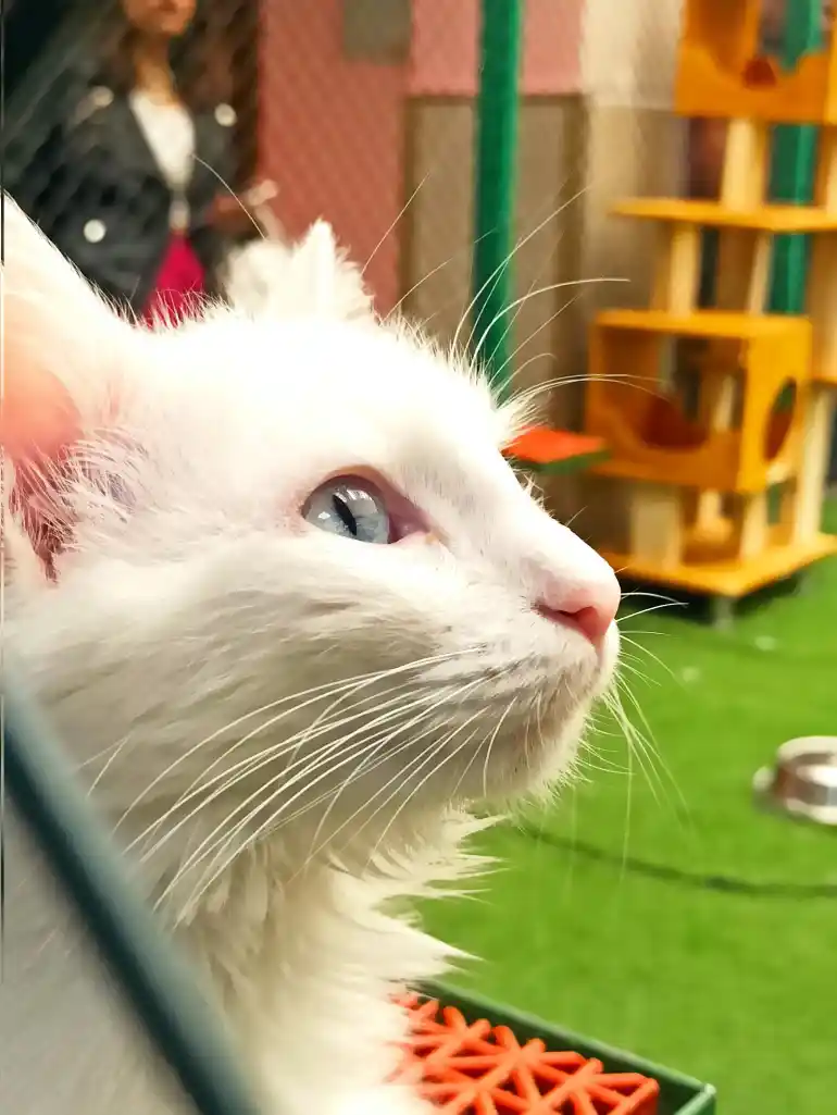 Turkish bath cats house