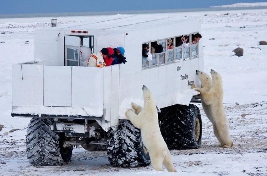 Churchill polar bears