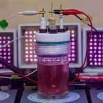 Bacteria that turn into a bioplastic factory