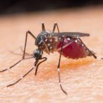 Electric insecticide