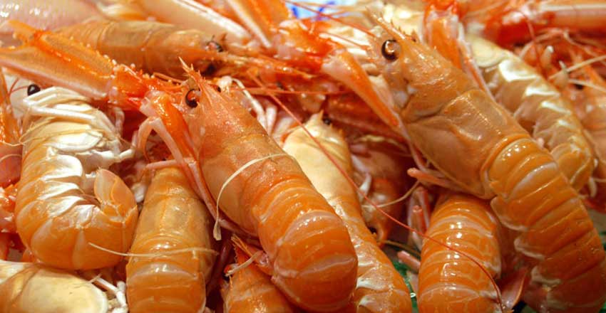 Galician seafood in Spain