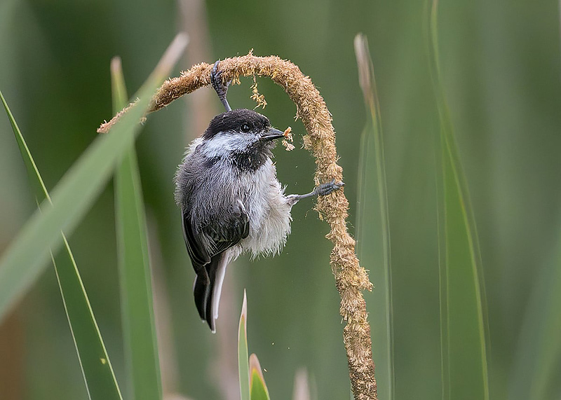 Black-capped Chickadee