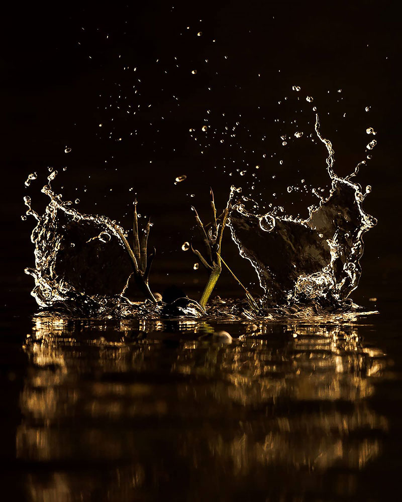 Common Gallinule legs out of water