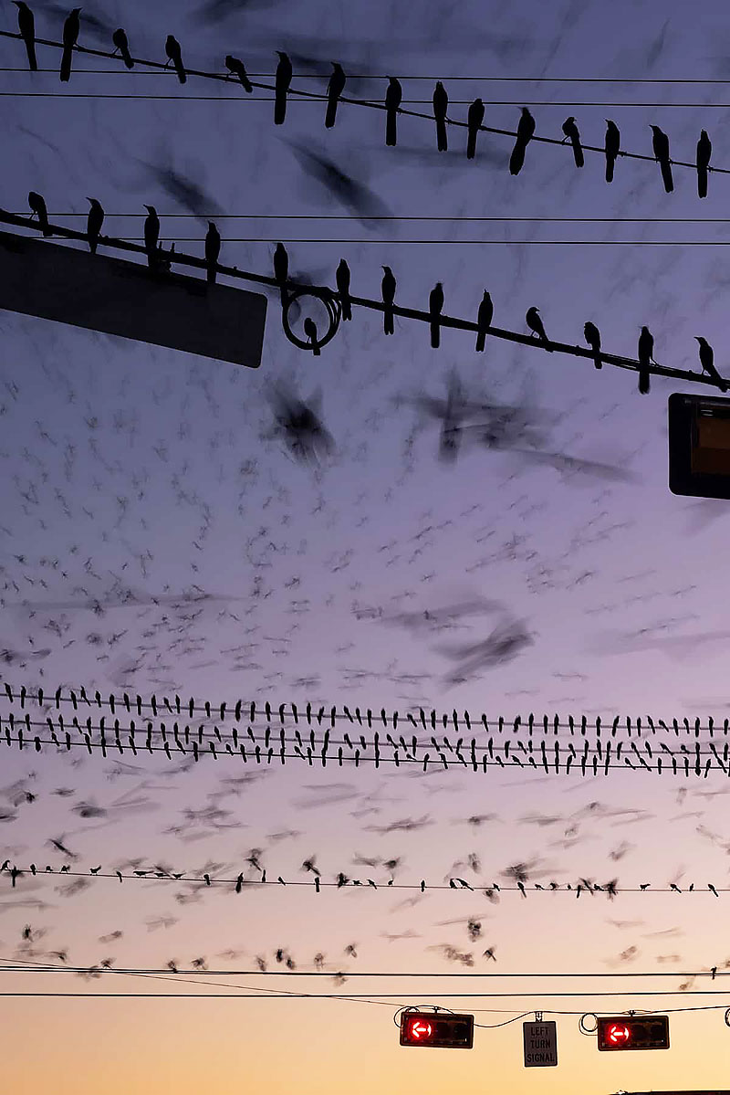 A group of Great-tailed Grackle on the electric wire