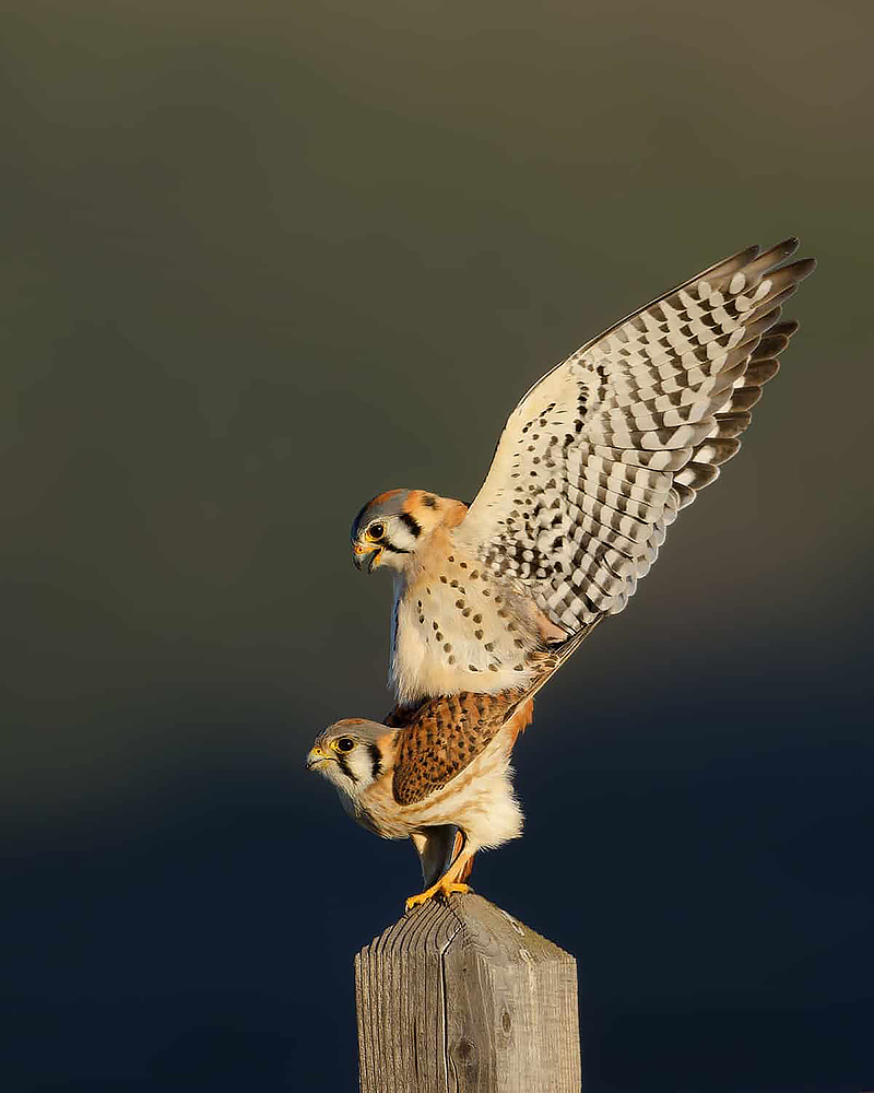 American Kestrel