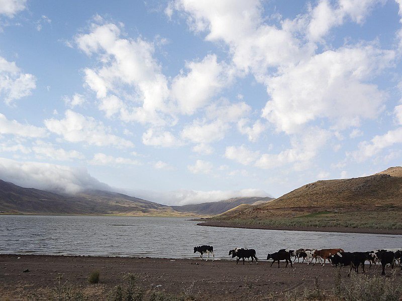 A herd of cows by Lake Neor, photo source: Wikipedia, photographer: Elajan