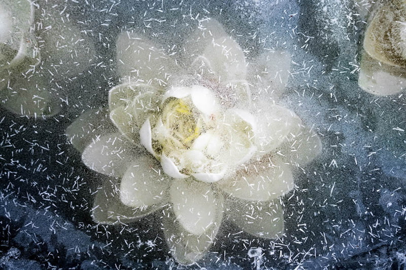 Ice flower in Denmark