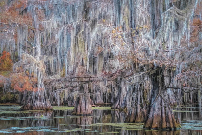 The beauty of swamp trees in <a href=