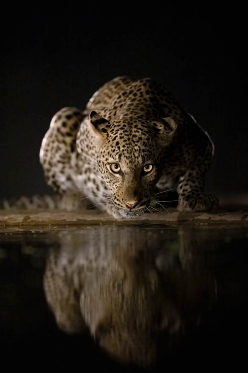 The picture of the sitting tiger was selected in the photography contest