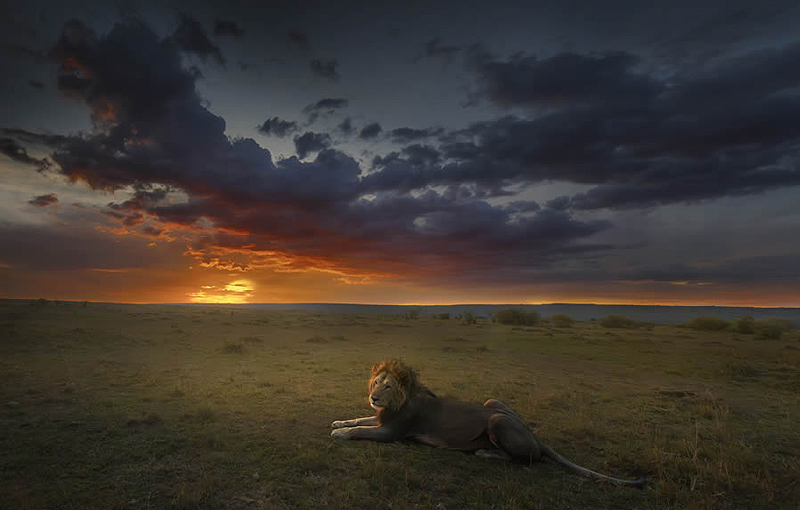 Sleeping lion at sunset