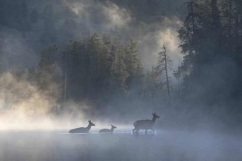 Deer crossing the misty river