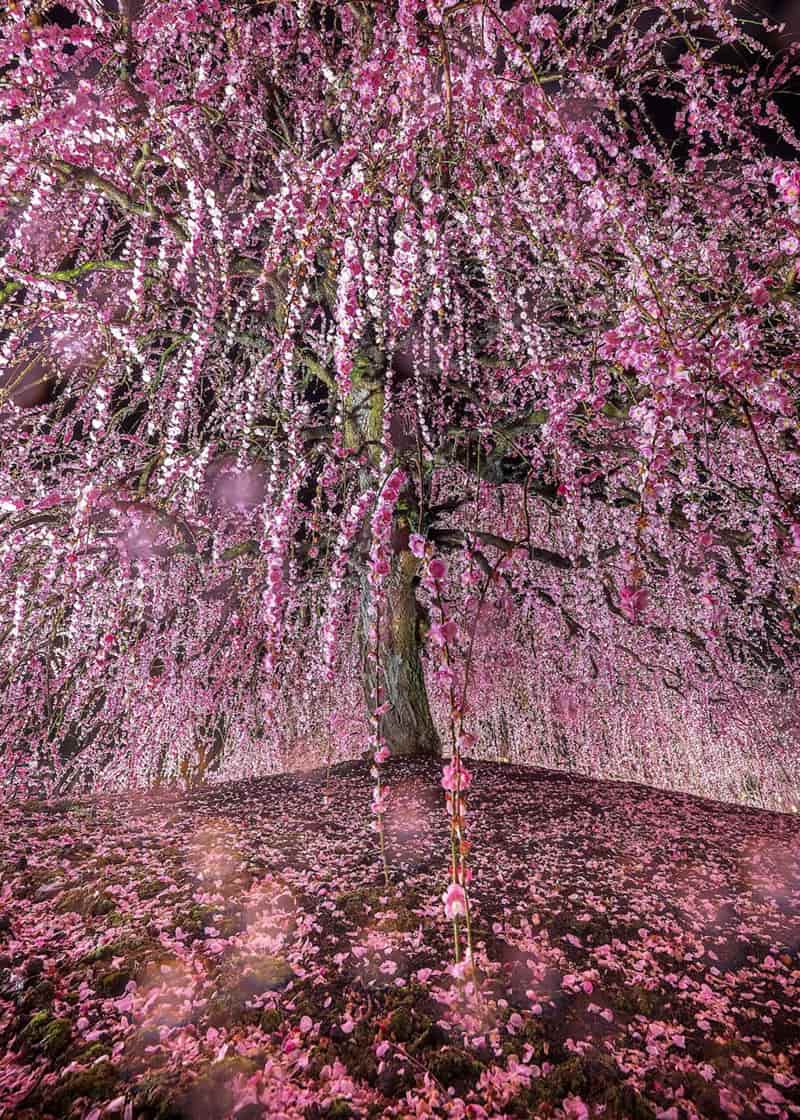 Pink tree in <a href=