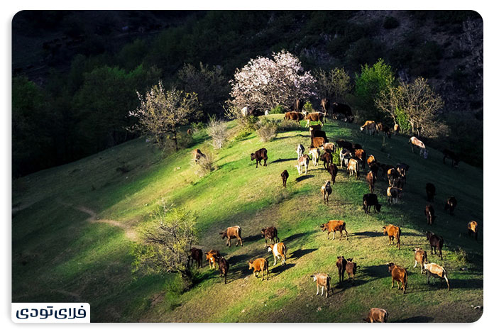 Biodiversity of Arsbaran forests