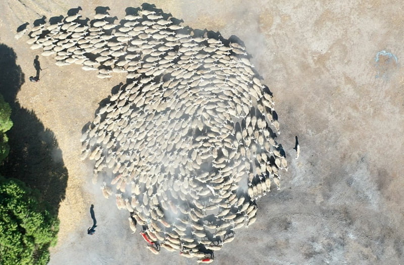 Aerial photo of a flock of lambs in Bursa, Türkiye