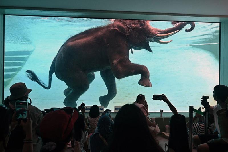 An elephant swims in a zoo in <a href=
