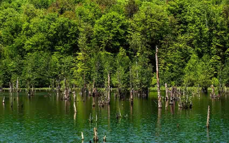 the dried trees of Nowshahr ghost lake; Photo source: yabex.net site. Photographer: Unknown  