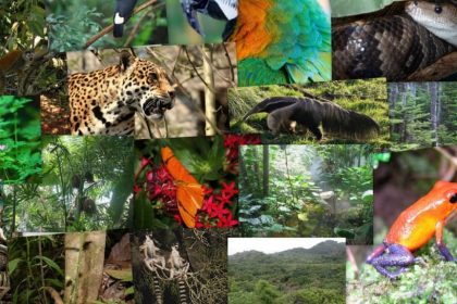 A picture of the strangest animals of the Amazon