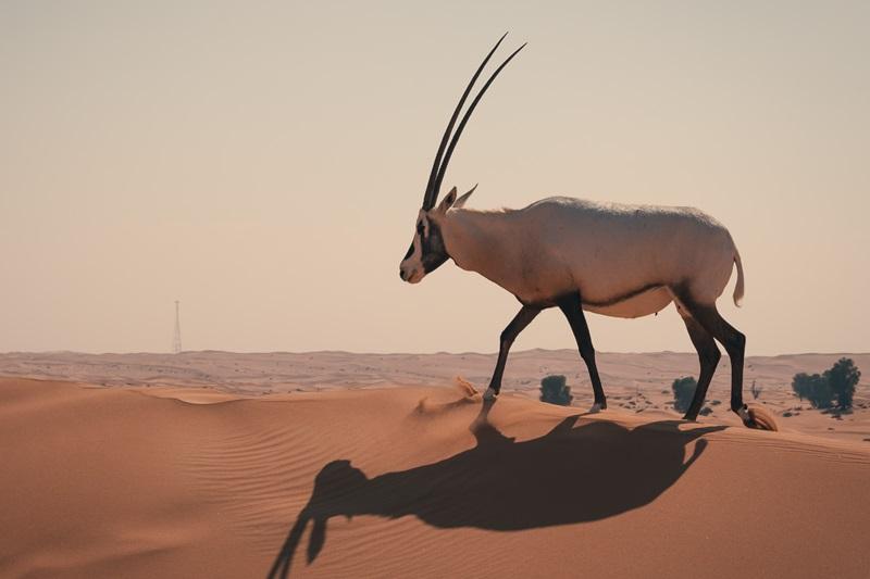 Mountain goat in the desert of Dubai