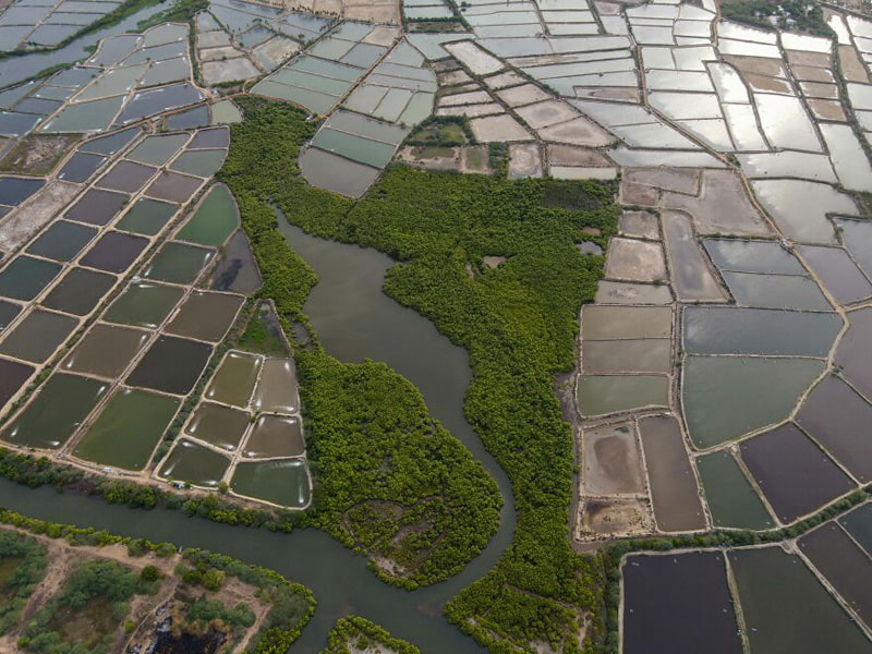 Mangrove forests in India threatened by fishing ponds