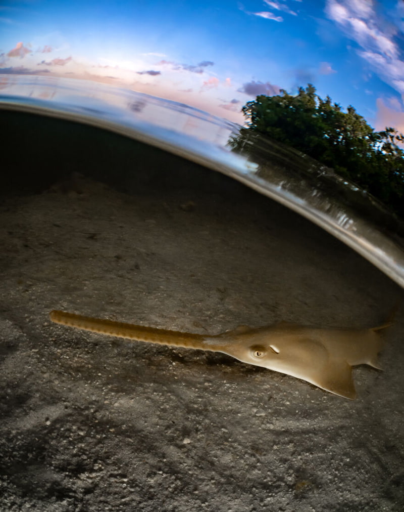Sawfish in danger of extinction under the waters of Florida in the <a href=