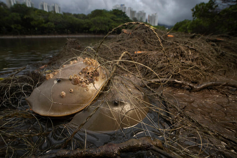 Catching horseshoe crabs in a fishing net in Tung Chung Bay in <a href=