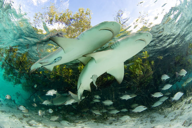 Two white sharks swimming in the waters of the Bahamas