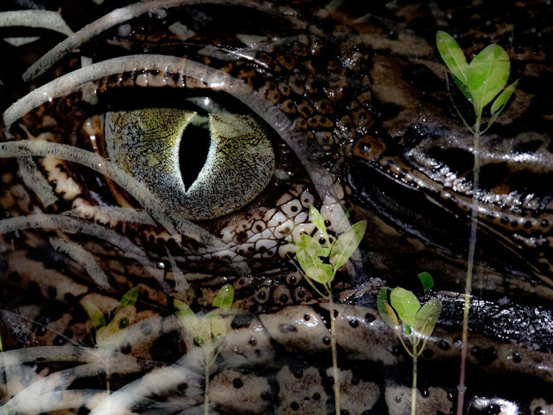 Crocodile eye in the macro lens of the camera in the mangroves of Australia
