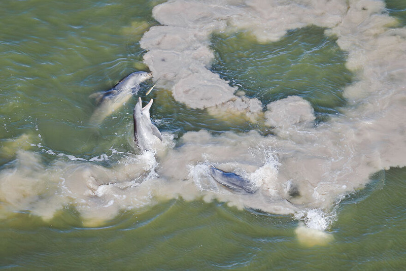 Predation of fish by dolphins in the shallow waters of the mangrove bays of Florida Bay, <a href=