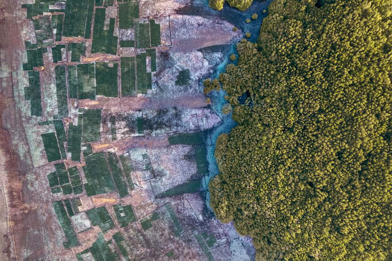 Aerial photo of mangrove forests along Indonesia's forested coast