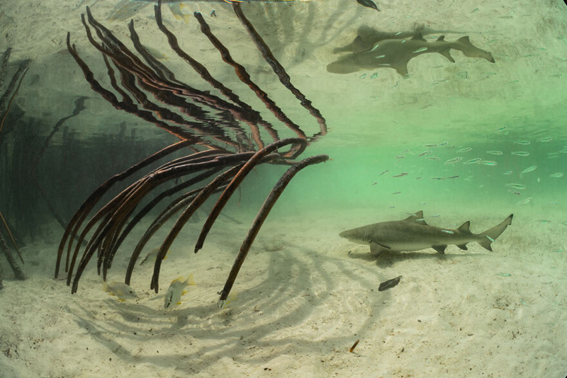 Sharks among the maze of mangroves in the shallow waters of the Bahamas