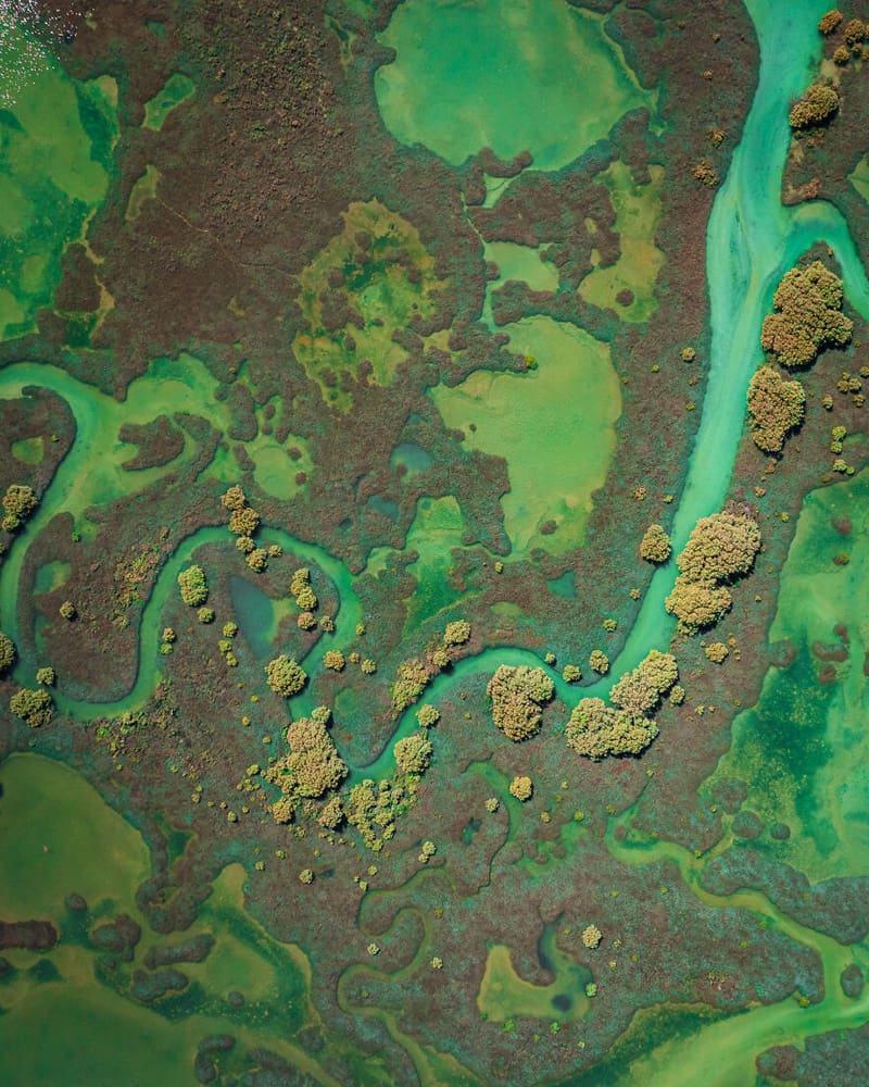 Admired view of mangrove trees in Australia