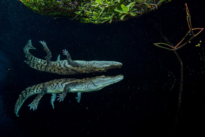 Mexican alligator under the waters of the Mexican mangrove lagoon