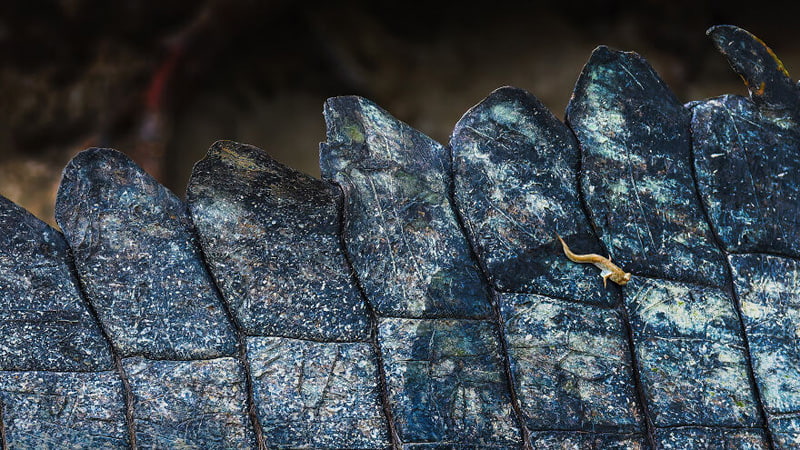A small mud-eating fish on the tail of a huge crocodile in India