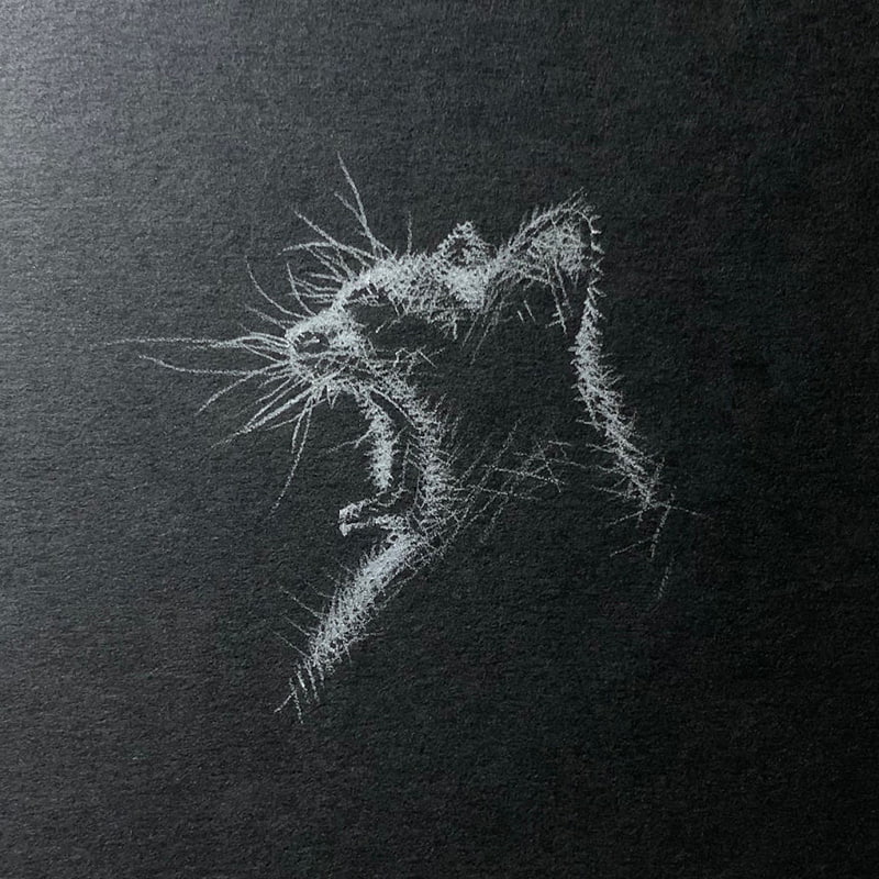 Drawing of two cats with white pencil
