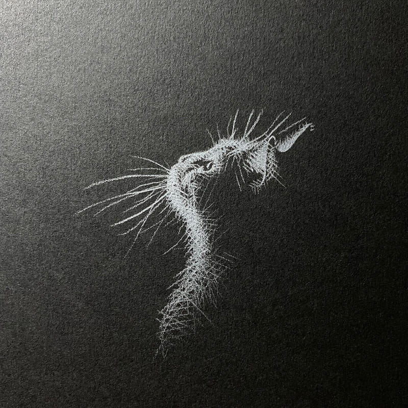 Cat profile drawing with white pencil