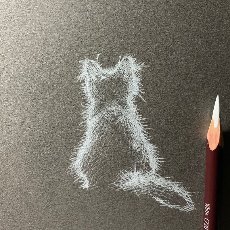 Drawing with white pencil from the back of a cat
