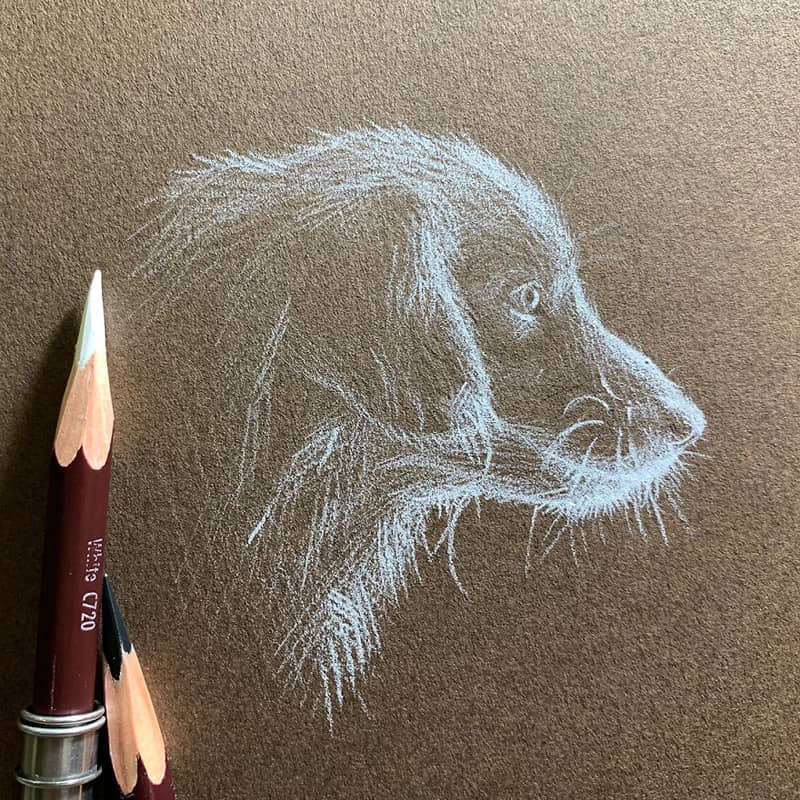 Drawing a dog's face with a white pencil