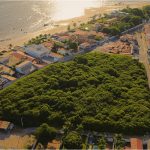 An image of the piranji tree, the largest tree in Brazil