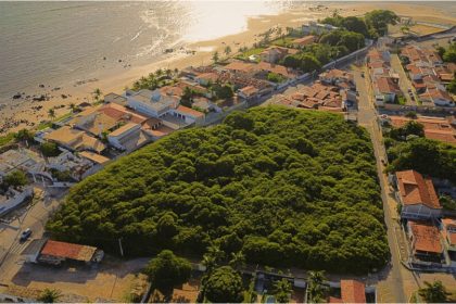 An image of the piranji tree, the largest tree in Brazil