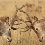 Deer collision in Richmond Park, London