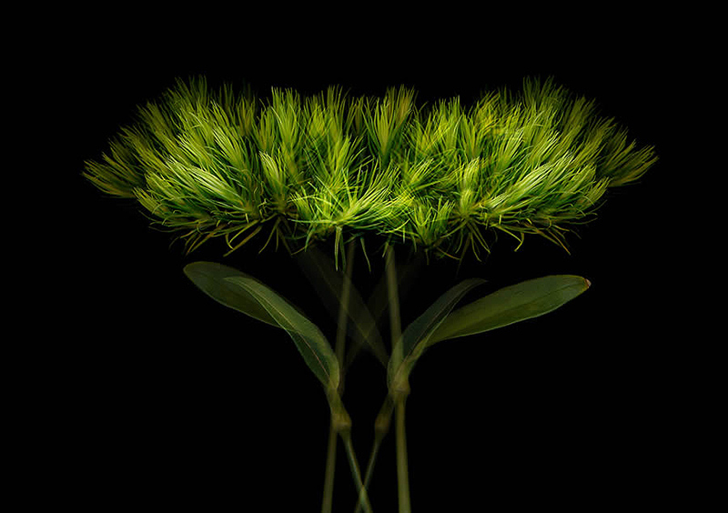 Wild green flower
